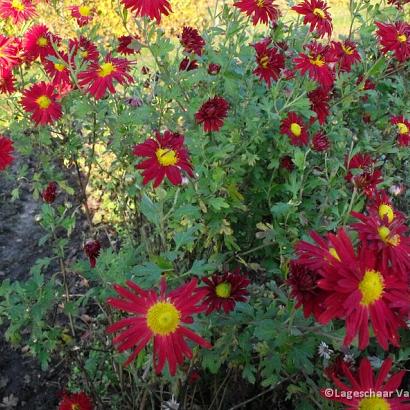 Chrysanthemum (R) 'D. of Edinburgh'