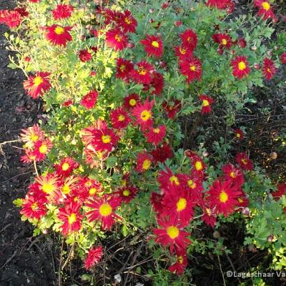 Chrysanthemum (R) 'D. of Edinburgh'