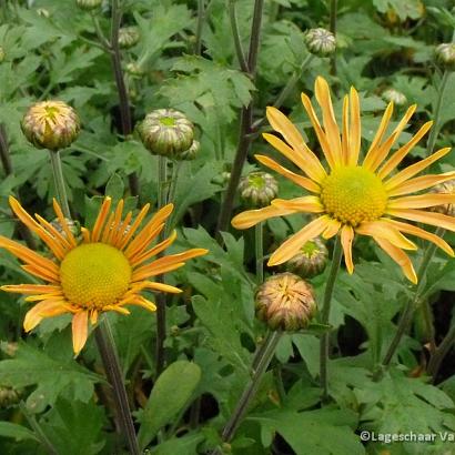 Chrysanthemum (R) 'Mary Stoker'