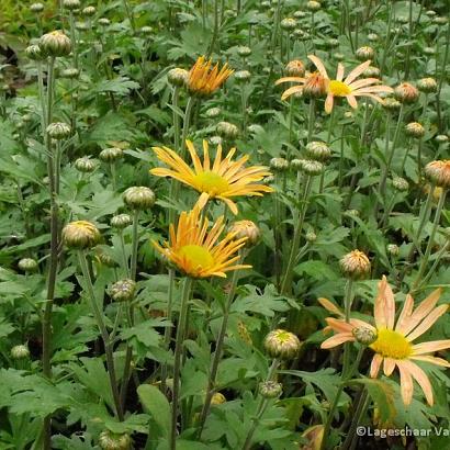 Chrysanthemum (R) 'Mary Stoker'