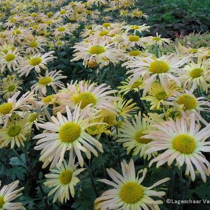 Chrysanthemum (R) 'Mary Stoker'