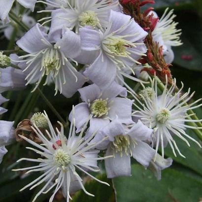 Clematis 'Mrs Robert Brydon'