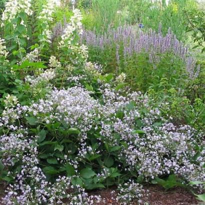 Clematis 'Mrs Robert Brydon'