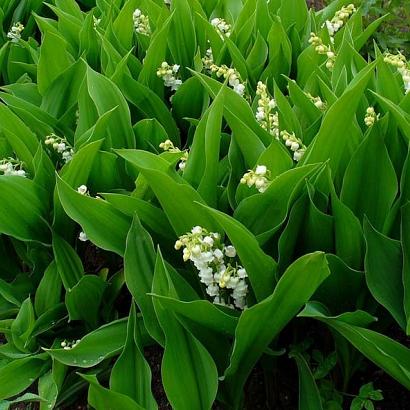 Convallaria majalis