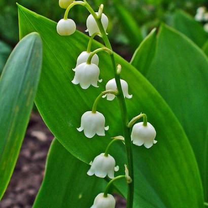 Convallaria majalis