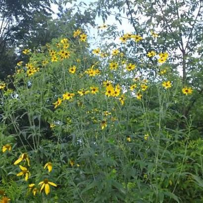 Coreopsis tripteris