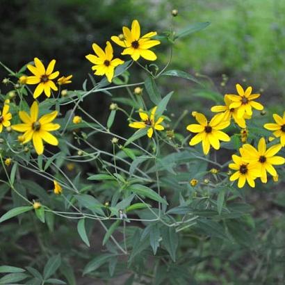 Coreopsis tripteris