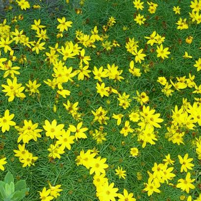 Coreopsis verticillata