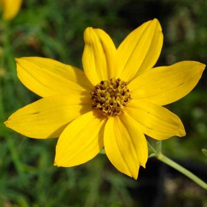 Coreopsis vert. 'Grandiflora'