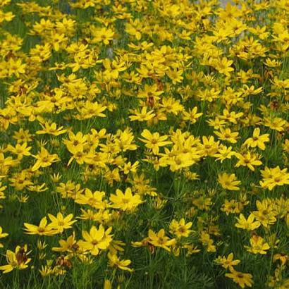 Coreopsis vert. 'Grandiflora'