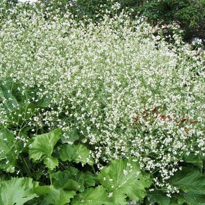 Crambe cordifolia