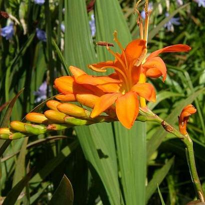 Crocosmia masoniorum