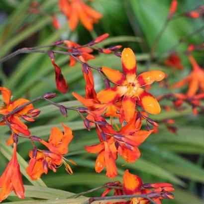 Crocosmia 'Emily McKenzie'