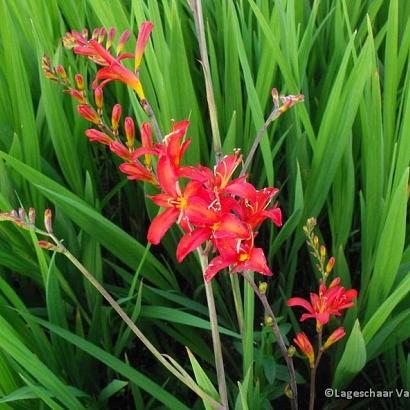 Crocosmia 'Lucifer'