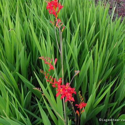 Crocosmia 'Lucifer'