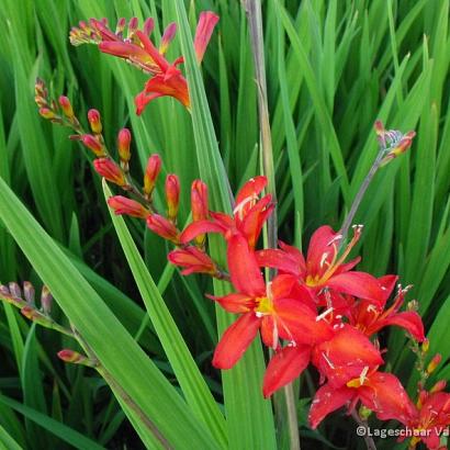 Crocosmia 'Lucifer'