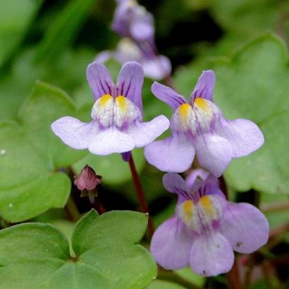 Cymbalaria muralis