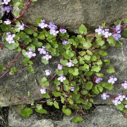 Cymbalaria muralis