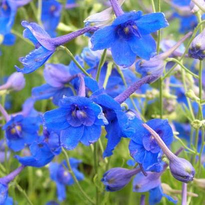 Delphinium gr. 'Blauer Zwerg'