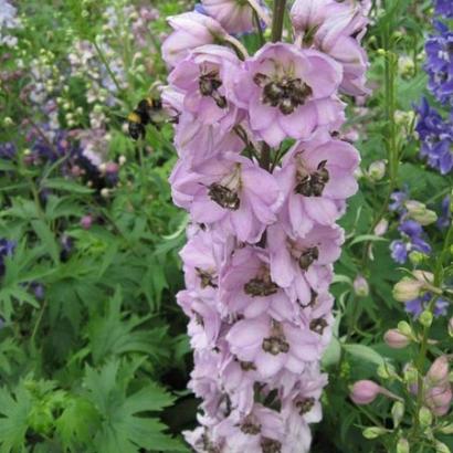 Delphinium (P) 'Astolat'