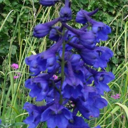 Delphinium (B) 'Bellamosum'