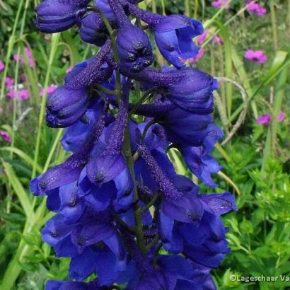 Delphinium (B) 'Bellamosum'