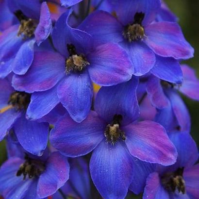 Delphinium (P) 'Black Knight'