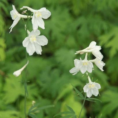 Delphinium (B) 'Casa Blanca'