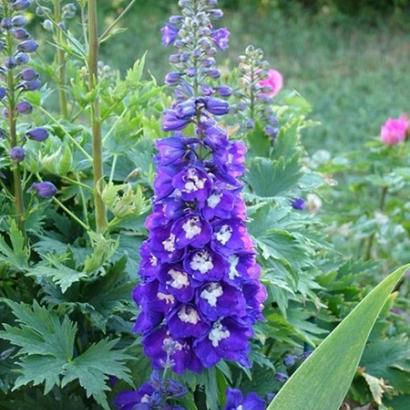 Delphinium (P) 'King Arthur'