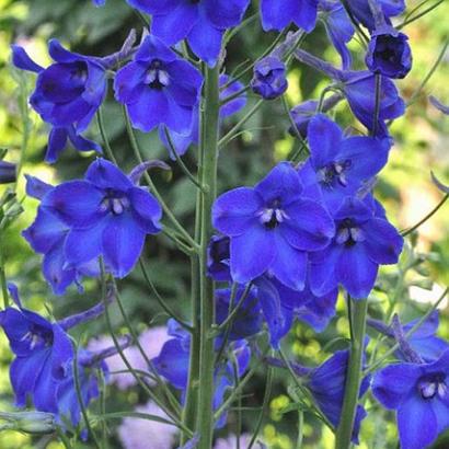 Delphinium (B) 'Völkerfrieden'