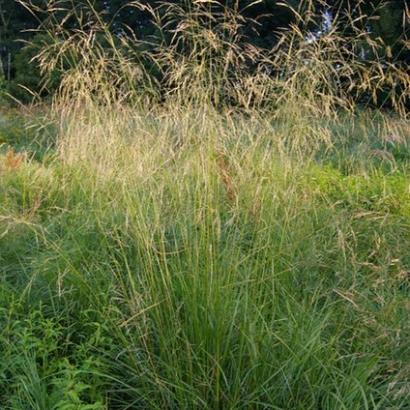 Deschampsia cespitosa