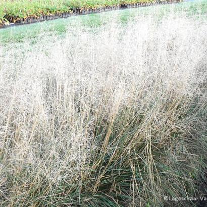 Deschampsia cesp. 'Goldtau'