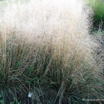 Deschampsia cesp. 'Goldtau'