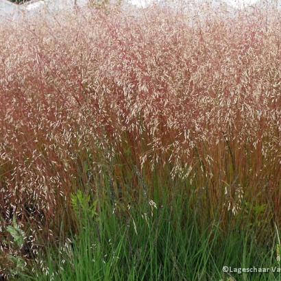 Deschampsia flexuosa