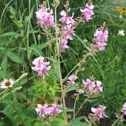 Desmodium canadense