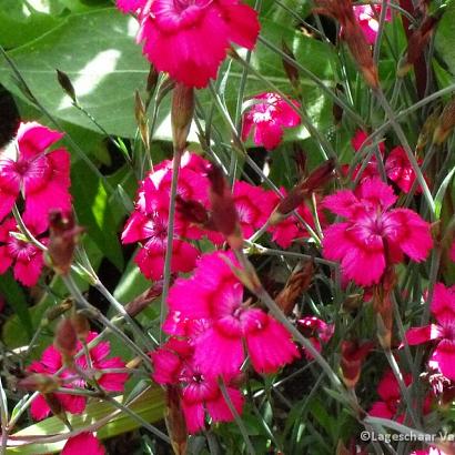 Dianthus delt. 'Brilliant'