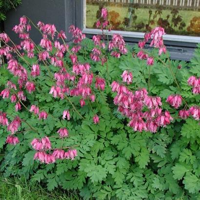 Dicentra formosa 'Luxuriant'