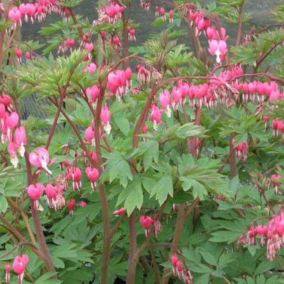 Dicentra spectabilis