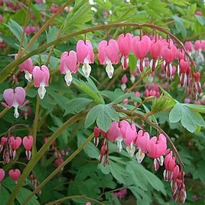 Dicentra spectabilis