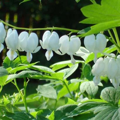 Dicentra spectabilis 'Alba'