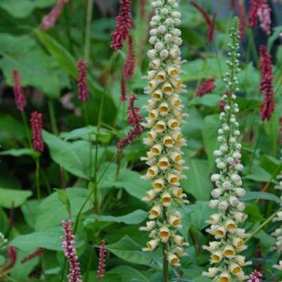 Digitalis ferr. 'Gelber Herold'