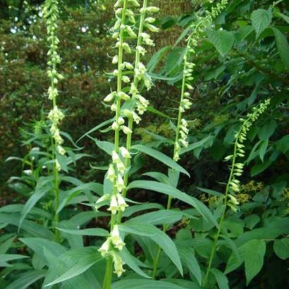 Digitalis lutea