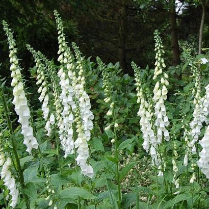 Digitalis purp. 'Alba'