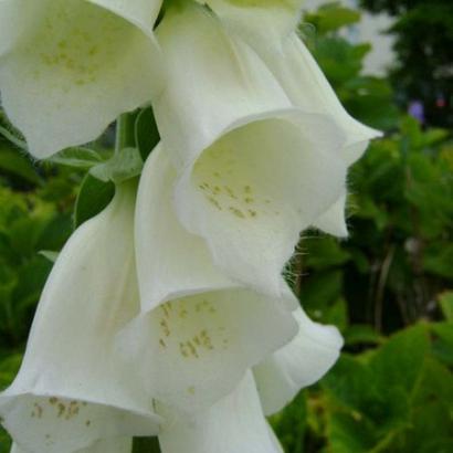 Digitalis purp. 'Alba'