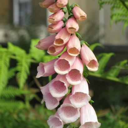 Digitalis purp. 'Sutton's Apricot'