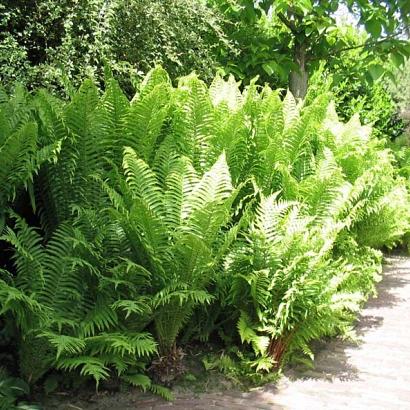 Dryopteris filix-mas