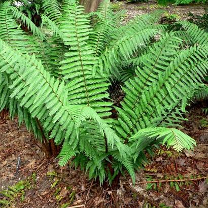 Dryopteris wallichiana