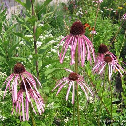 Echinacea pallida