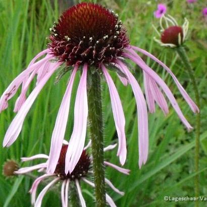 Echinacea pallida