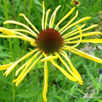 Echinacea paradoxa